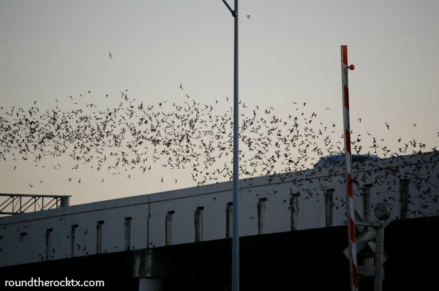 Bats in Round Rock 