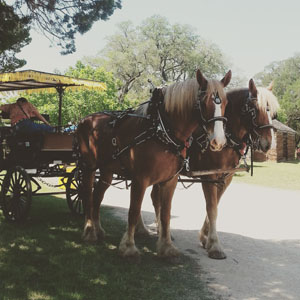 Williamson Museum Pioneer Day