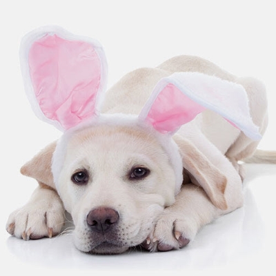 Pet Photos with the Easter Bunny at Round Rock Premium Outlets