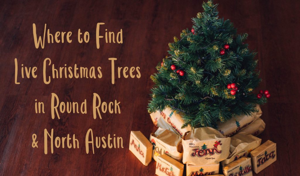 Live Christmas Trees in Round Rock 