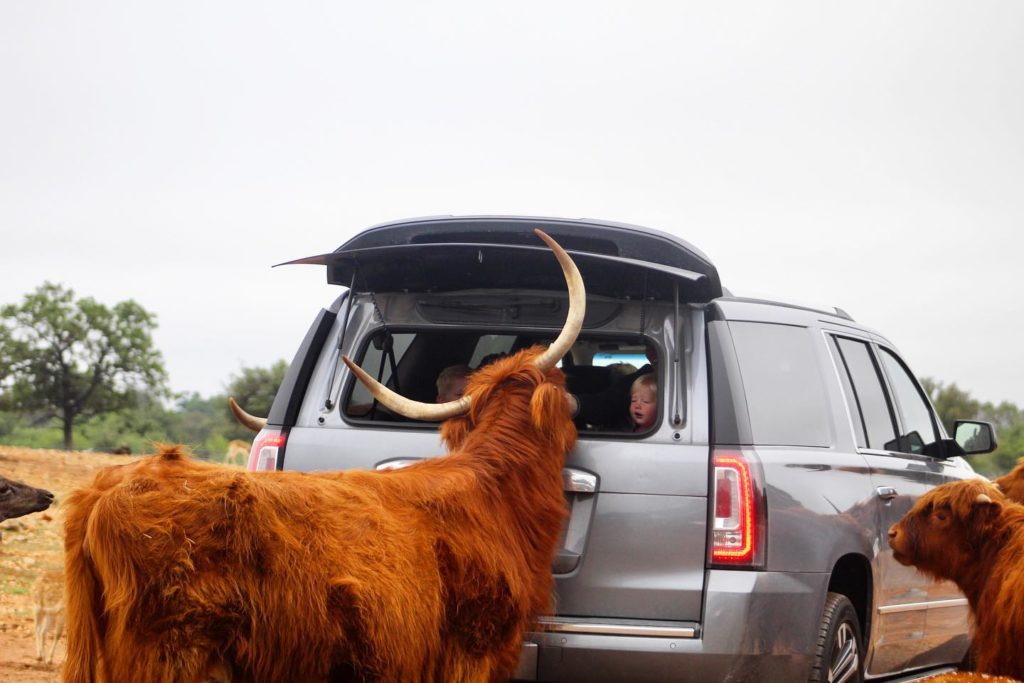 drive through wildlife safari near me