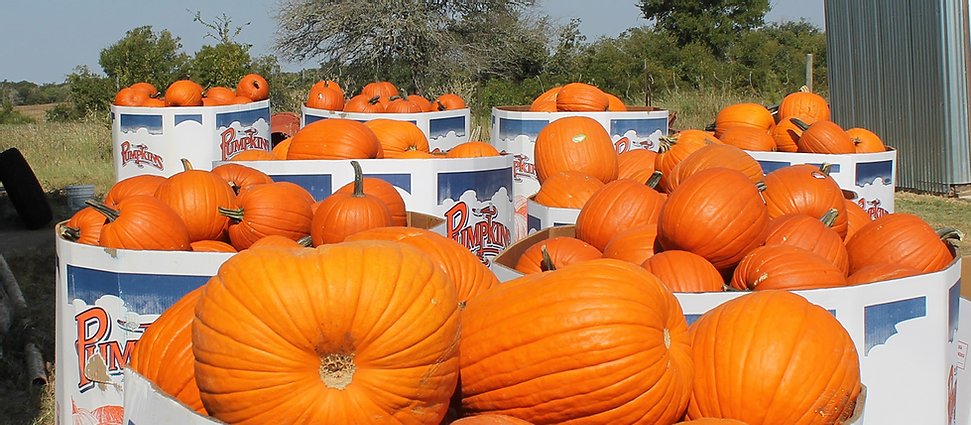 Fall Farms in Central Texas