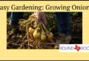How Easy Is It To Grow Onions in a Garden? How Easy Is It To Grow Onions in a Garden?