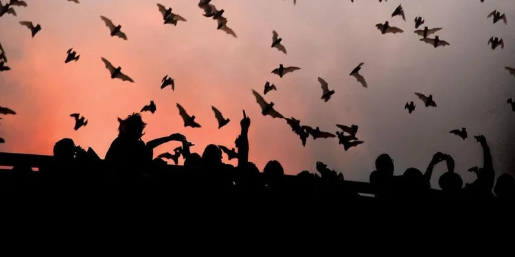 Bats emerging at dusk from under the Congress Avenue Bridge in Austin